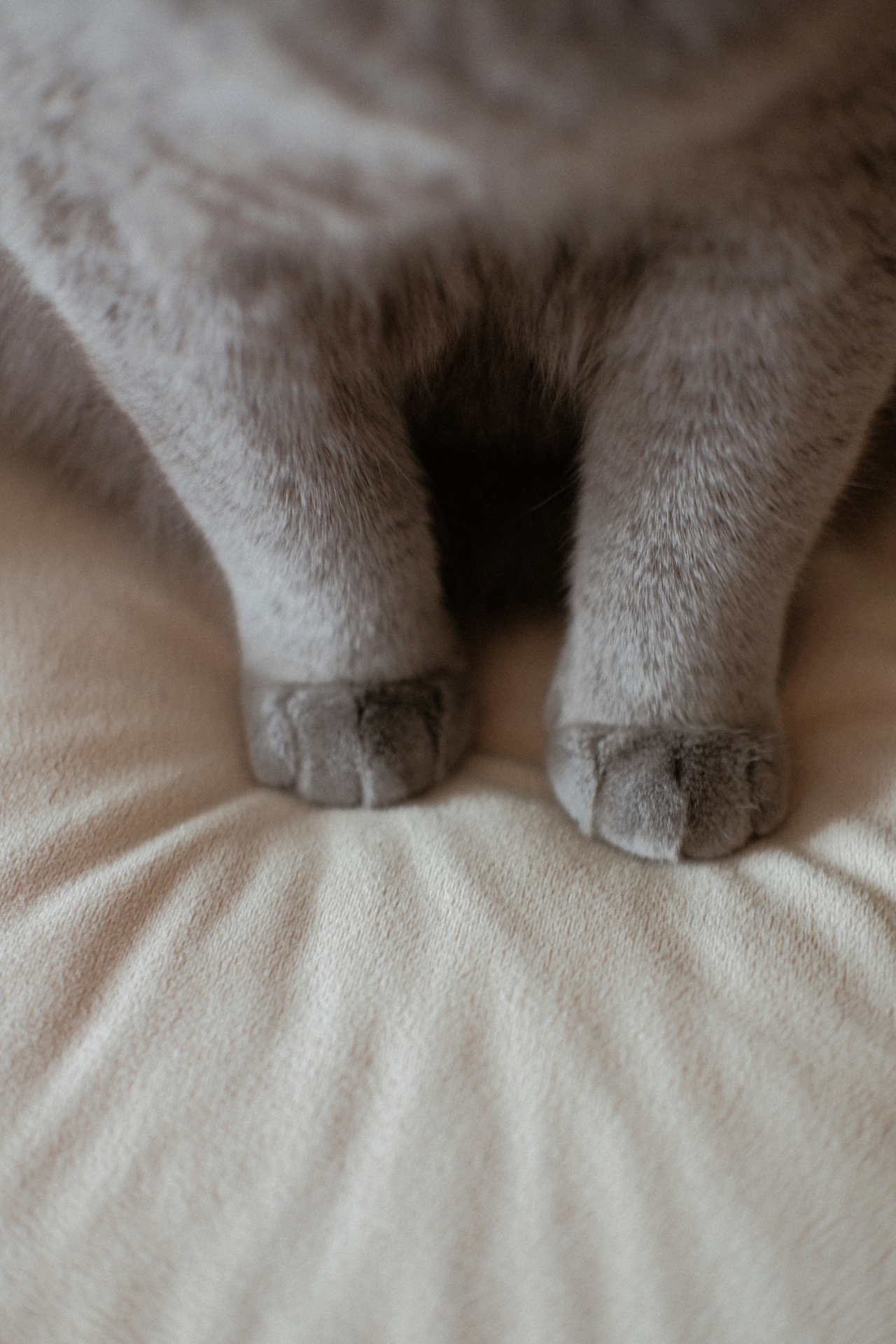 미국 캘리포니아주가 고양이 발톱제거(Declawing) 시술을 전면 금지하는 법안을 통과시켰다. (사진=unsplash)