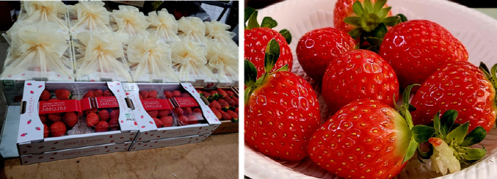 (사진=세이베리딸기농원 제공)