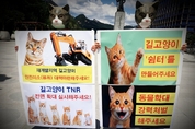 한국동물보호연합, '세계 고양이의 날' 맞아 길고양이 생존권 보장할 것 촉구