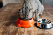 반려동물에 비건 식단 무조건 나쁠까? “완전 채식한 고양이, 건강상 이점 많다”