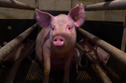 동물권 활동가가 돼지 사육장에 잠입해 만든 다큐멘터리 ‘피그노란트’