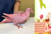 뉴욕서 구조된 핑크색 비둘기, '젠더리빌 파티' 때문 염색된 것