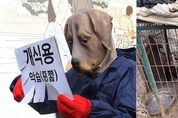 반려동물 7마리 尹당선인, ‘개 식용금지’ 공약 지켜야