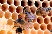 꿀벌을 지키는 방법…'도시양봉장부터 꿀벌 쉼터까지'