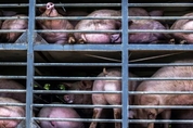 농장 동물, 태어나 죽을 때까지 고통…"육류 소비량 줄여야"