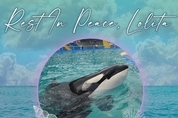 자유를 한 달 앞두고…53년간 수족관에 갇혀 있던 범고래 ‘롤리타’ 사망