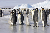 남극 해빙 감소로 황제펭귄 번식 실패…준멸종 위기