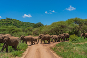 기후변화로 인한 가뭄 탓, 짐바브웨 코끼리 수십 마리 사망