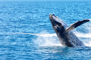 탄소저장고 고래, 서식지 손실·기후변화에 고통받아