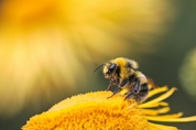 따뜻한 가을 길어지자 꿀벌 과로사…기후변화로 군집 붕괴돼