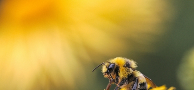 따뜻한 가을 길어지자 꿀벌 과로사…기후변화로 군집 붕괴돼