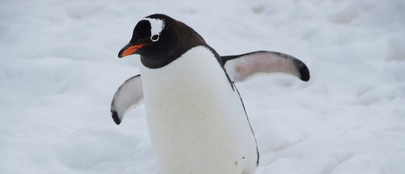 기후변화에 오존 구멍 확장돼 남극 야생동물 자외선 노출 증가