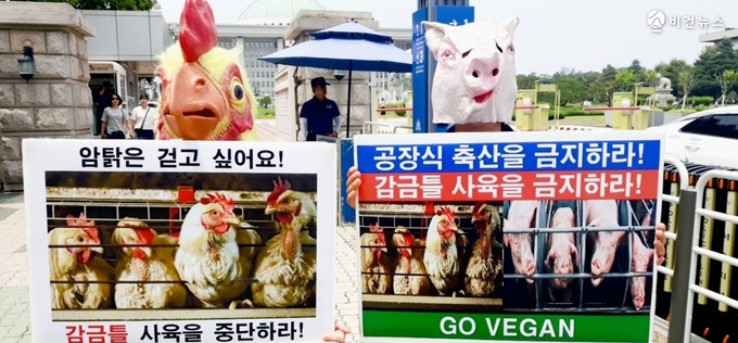 [전문] "공장식 축산은 동물판 아우슈비츠"…시민단체, 감금틀 사육 금지·비건법 제정 촉구
