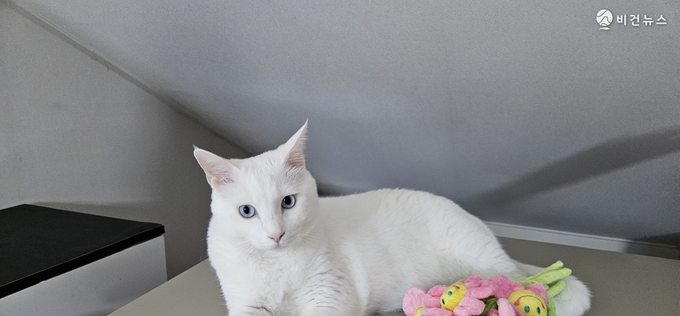[세계 고양이의 날] 고양이와 함께 산다는 것