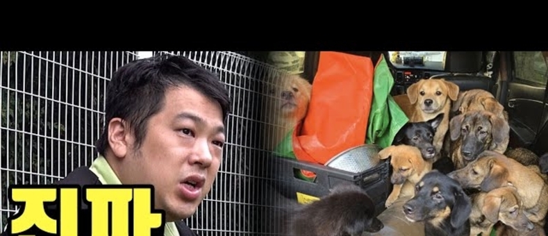 카라큘라 애니멀 레스큐, 강원도에 유기견 임시보호소 완공…입양 캠페인 지속