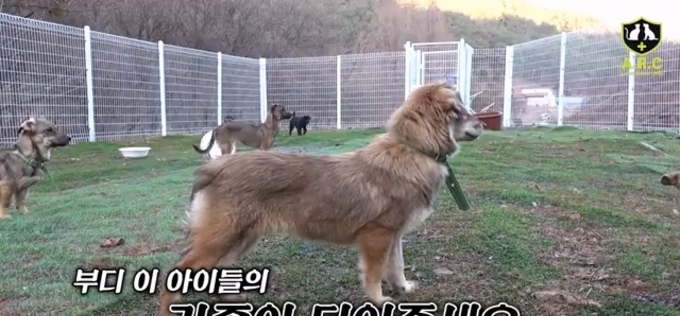 카라큘라 애니멀 레스큐, 혹한기 유기견 보호 현장 공개…입양 필요성 제기
