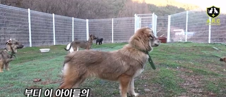 카라큘라 애니멀 레스큐, 혹한기 유기견 보호 현장 공개…입양 필요성 제기