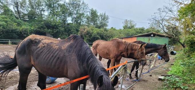 말의 해 맞아 퇴역 경주마 보호 과제 재조명