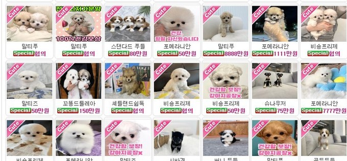 동물단체, 반려동물 인터넷 판매 근절 촉구