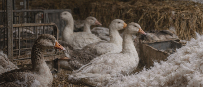 동물단체, 다운 거짓 광고 엄벌 촉구 성명