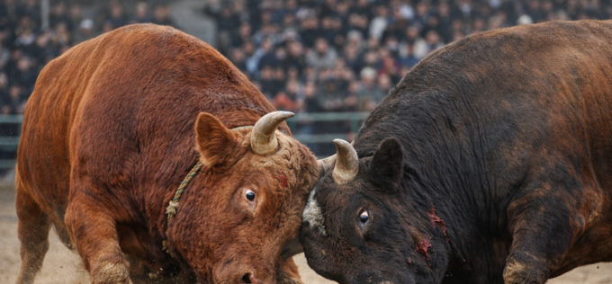 소싸움 실태조사 환영…소싸움 폐지법안 국회 통과 촉구 성명
