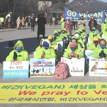 채식단체들, ‘K비건 대한민국’ 조성 촉구