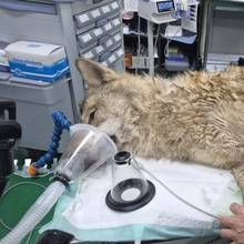 동물단체들 “늑구 탈출…야생동물 전시 중단 촉구”