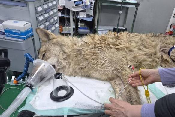 동물단체들 “늑구 탈출…야생동물 전시 중단 촉구”