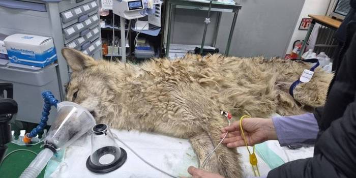 동물단체들 “늑구 탈출…야생동물 전시 중단 촉구”