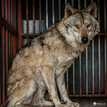 동물단체들, 늑대 ‘늑구’ 사례 언급…동물 전시 중단 촉구