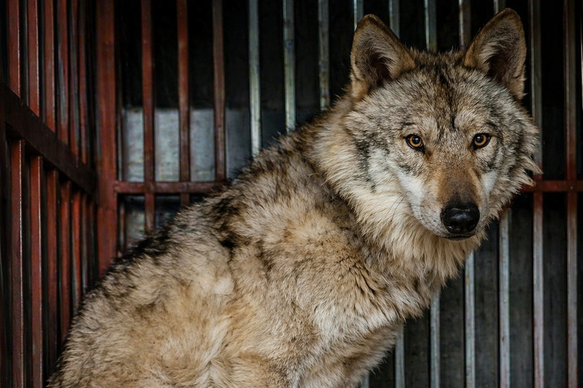 동물단체들, 늑대 ‘늑구’ 사례 언급…동물 전시 중단 촉구