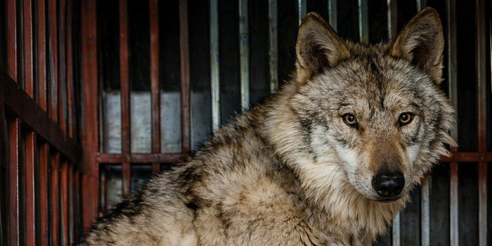 동물단체들, 늑대 ‘늑구’ 사례 언급…동물 전시 중단 촉구