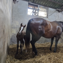 제주 퇴역 경주마 156두 행방 미확인…말복지 관리 공백 도마