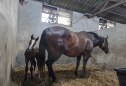 제주 퇴역 경주마 156두 행방 미확인…말복지 관리 공백 도마
