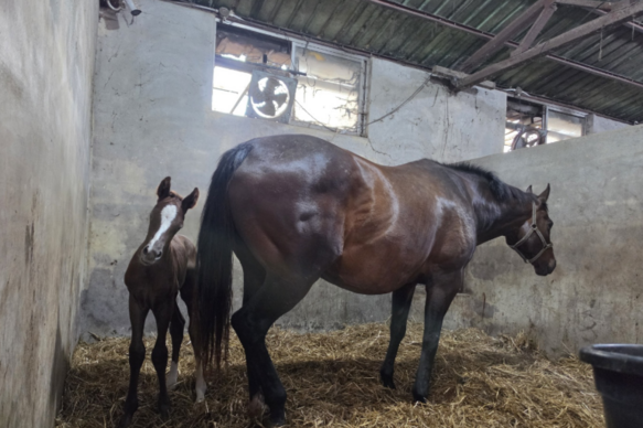 제주 퇴역 경주마 156두 행방 미확인…말복지 관리 공백 도마