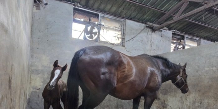 제주 퇴역 경주마 156두 행방 미확인…말복지 관리 공백 도마