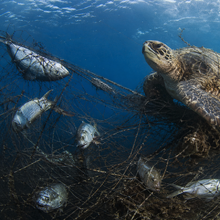 바다 동물 고통 호소한 동물·비건단체들