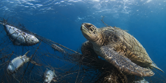 바다 동물 고통 호소한 동물·비건단체들