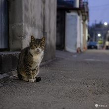 집행유예 중 길고양이 살해, 30대 실형