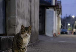 집행유예 중 길고양이 살해, 30대 실형