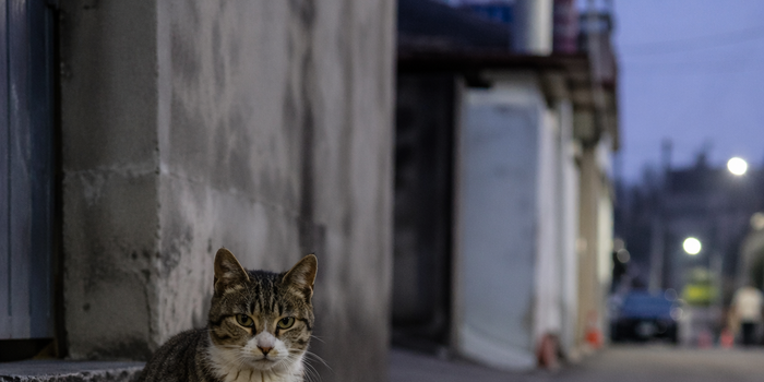 집행유예 중 길고양이 살해, 30대 실형