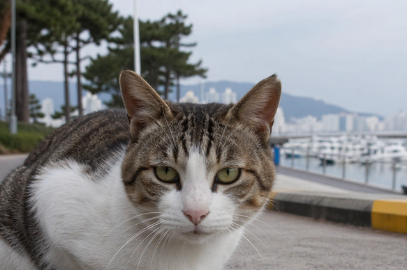 수영만 요트경기장 길고양이, 동백유원지로 임시 이주
