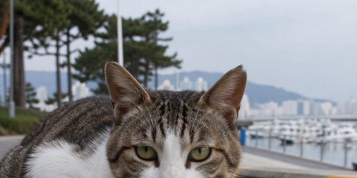 수영만 요트경기장 길고양이, 동백유원지로 임시 이주
