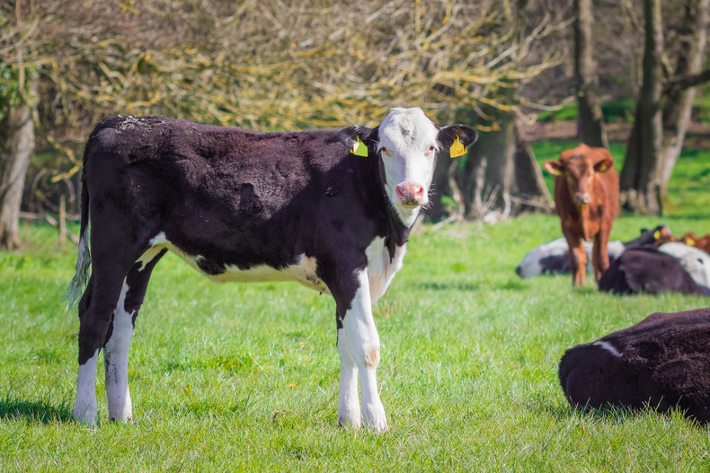 영국에서 메탄가스 억제제(methane blockers)를 소의 사료에 투여한다는 계획이 발표되면서 찬반 의견이 팽팽하게 갈리고 있다. (사진=게티이미지뱅크)