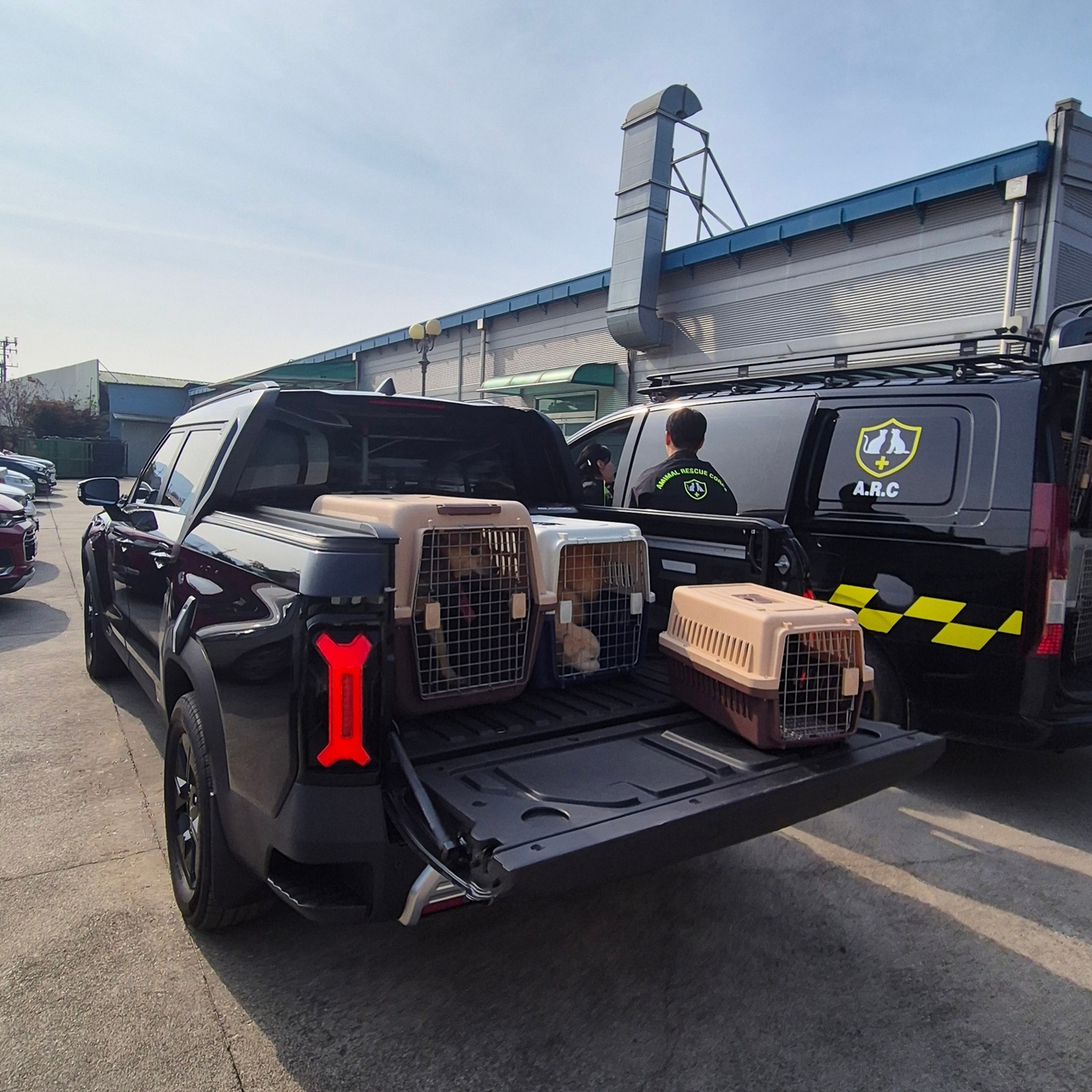 중성화 수술을 위해 이동 중인 보호견들 (사진=카라큘라 애니멀 레스큐 제공)