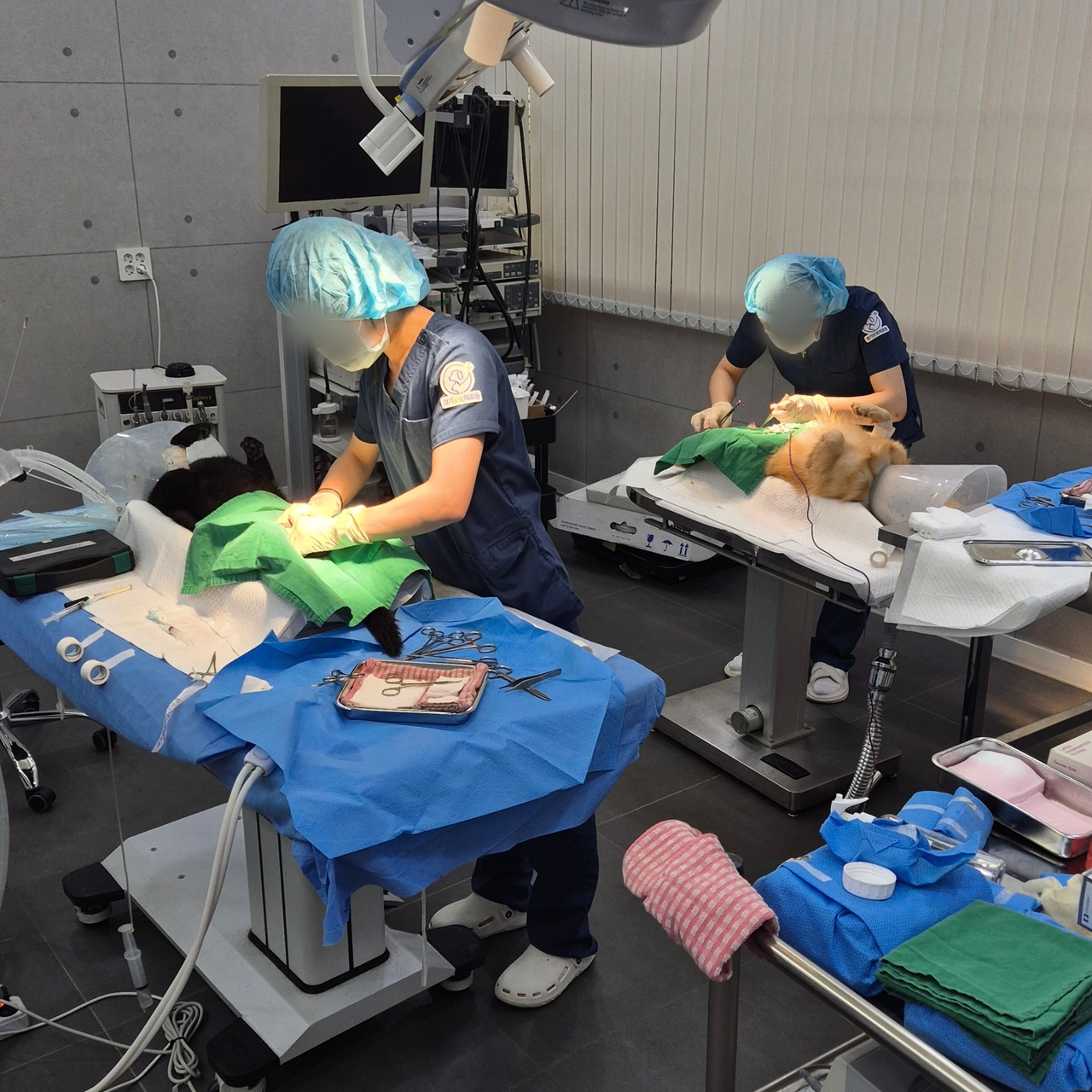 의료진이 보호견 중성화 수술을 진행하고 있다 (사진=카라큘라 애니멀 레스큐 제공)