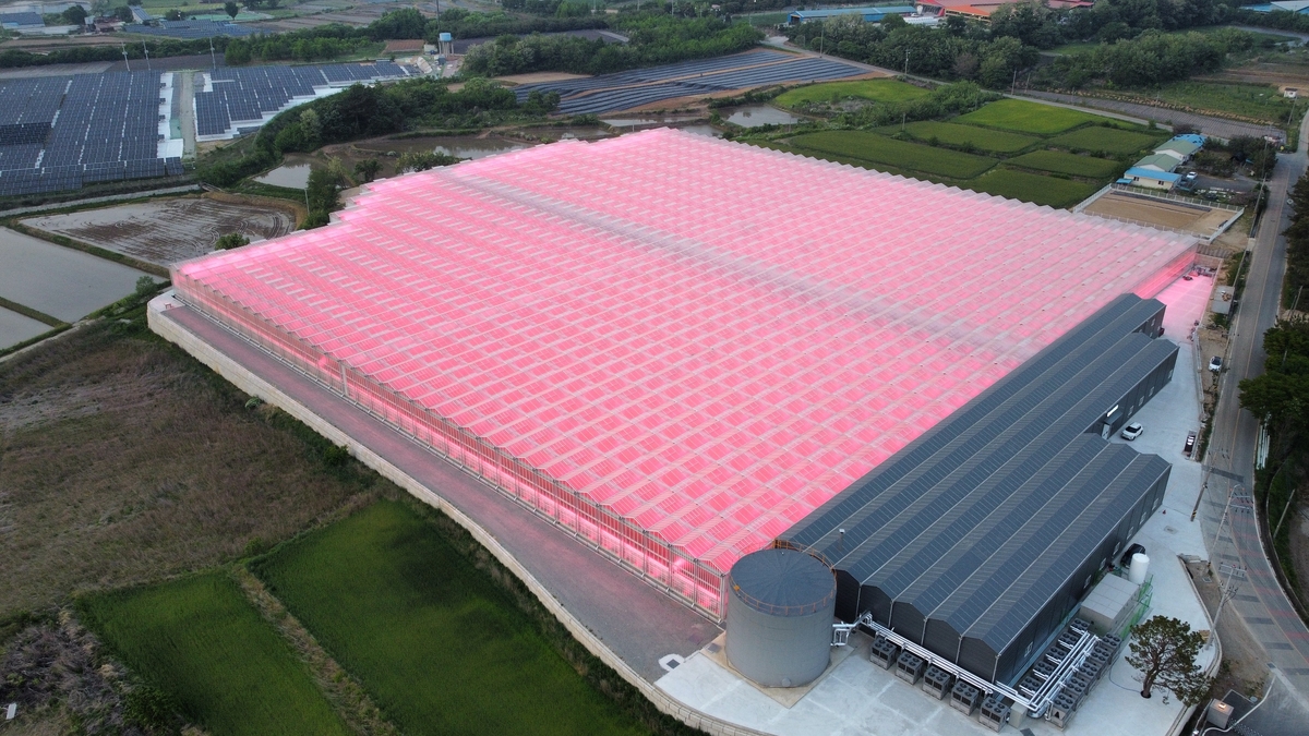 팜팜, 리코리코 토마토로 시장 공략 - 뉴스 썸네일 이미지