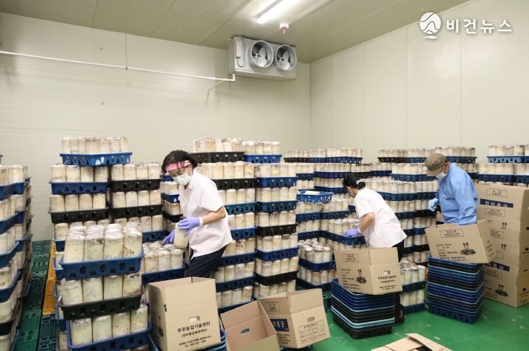 천마의 고장 무주, 우량 종균공급 최선