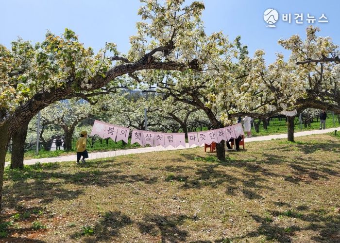 평택시 함박산 중앙공원 배꽃 나들이 성황
