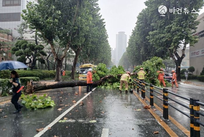 가로수 도복 피해